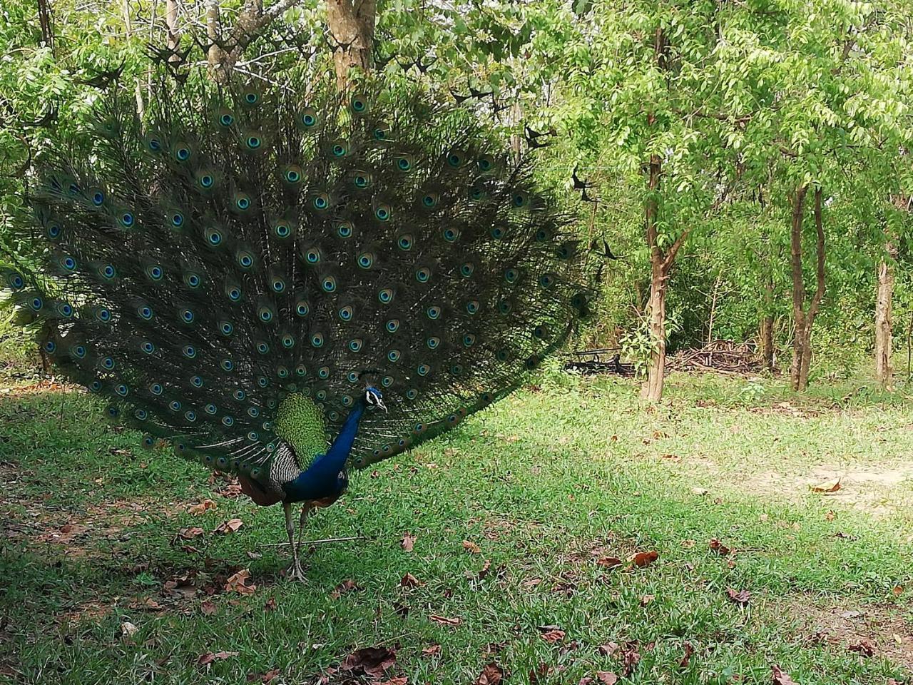 Bay Hill Guest House Тангалла Экстерьер фото